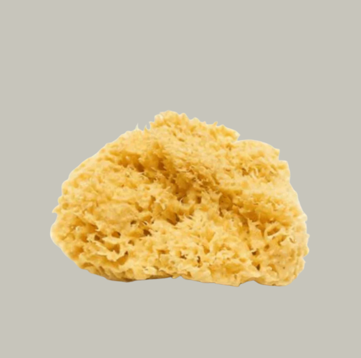 Real World | Sea Sponge | Natural Mediterranean