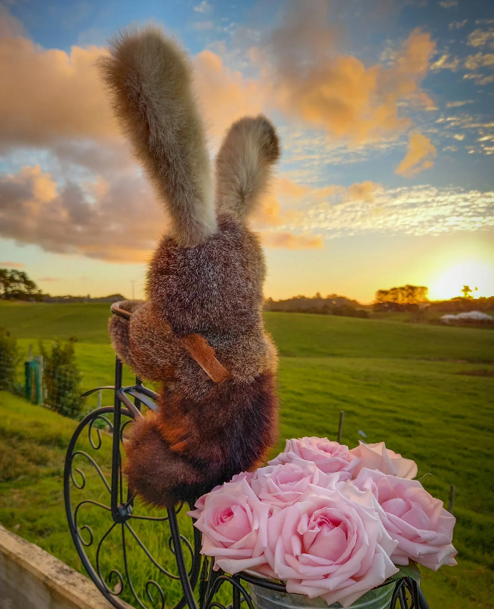 Possum Bush Bunny | Mini