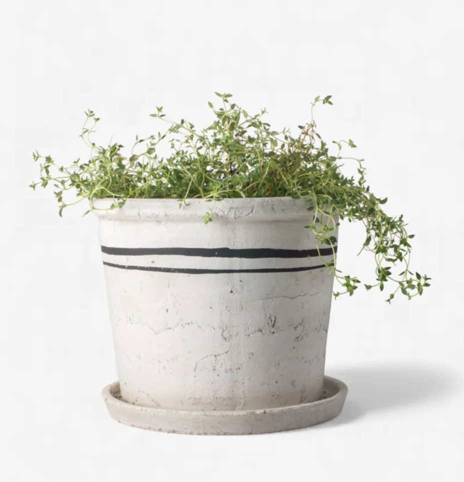Herb Pot | Large