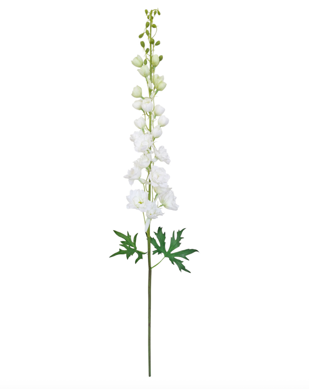Full Bloom Delphinium | White