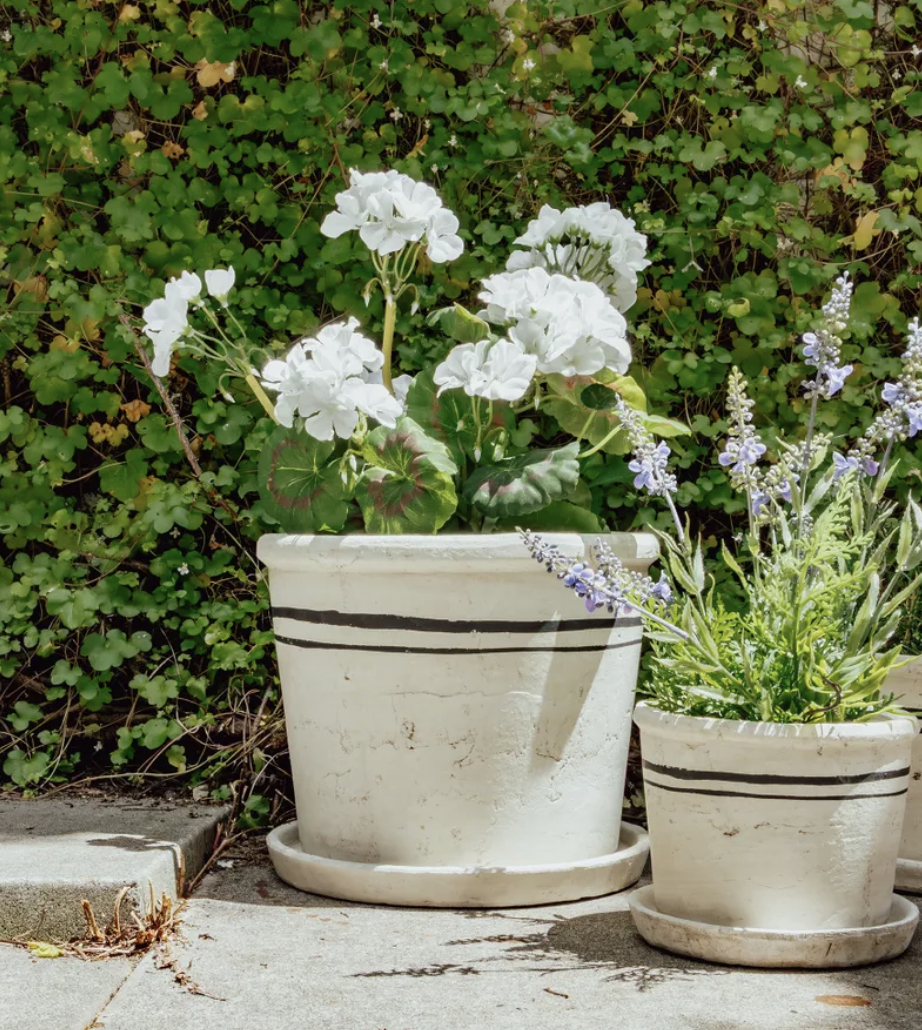Herb Pot | Large