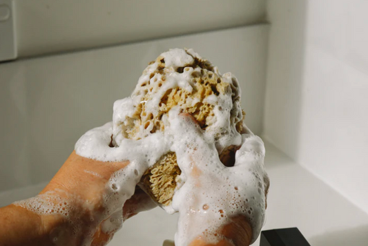 Real World | Sea Sponge | Natural Mediterranean