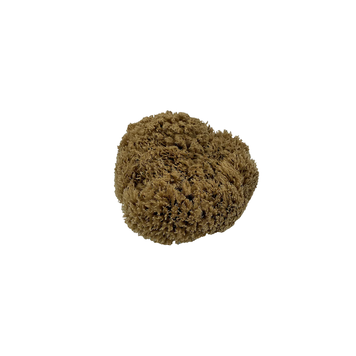 Real World Sea Sponge - Natural Mediterranean 8cm