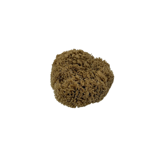 Real World Sea Sponge - Natural Mediterranean 8cm